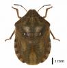 Eurygaster testudinaria